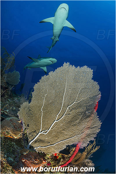 Jardines de la Reina, Cuba, Caribbean sea, Atlantic ocean, Gorgonia flabellum, Gorgonia, Gorgoniidae, Venus Sea Fan, Sea fan, Coral, Cnidaria, Cnidarian, Carcharhinus perezii, Carcharhinus, Carcharhinidae, Elasmobranchii, Caribbean reef shark, Shark, Fish, Reef