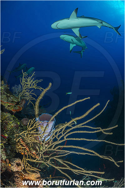 Jardines de la Reina, Cuba, Caribbean sea, Atlantic ocean, Carcharhinus perezii, Carcharhinus, Carcharhinidae, Elasmobranchii, Caribbean reef shark, Shark, Fish, Reef