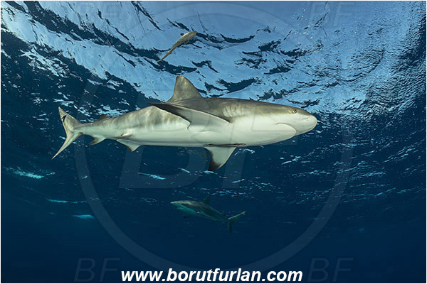 Jardines de la Reina, Cuba, Caribbean sea, Atlantic ocean, Carcharhinus perezii, Carcharhinus, Carcharhinidae, Elasmobranchii, Caribbean reef shark, Shark, Fish