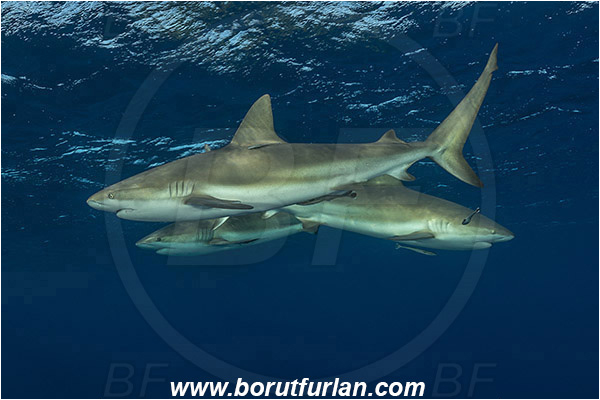 Jardines de la Reina, Cuba, Caribbean sea, Atlantic ocean, Carcharhinus perezii, Carcharhinus, Carcharhinidae, Elasmobranchii, Caribbean reef shark, Shark, Fish