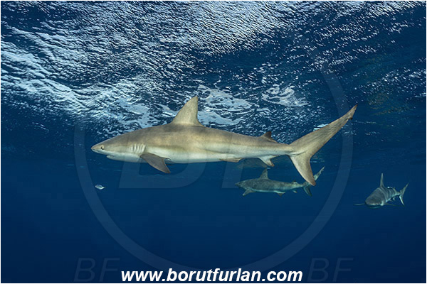 Jardines de la Reina, Cuba, Caribbean sea, Atlantic ocean, Carcharhinus perezii, Carcharhinus, Carcharhinidae, Elasmobranchii, Caribbean reef shark, Shark, Fish