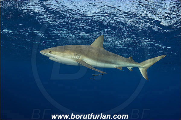 Jardines de la Reina, Cuba, Caribbean sea, Atlantic ocean, Carcharhinus perezii, Carcharhinus, Carcharhinidae, Elasmobranchii, Caribbean reef shark, Shark, Fish