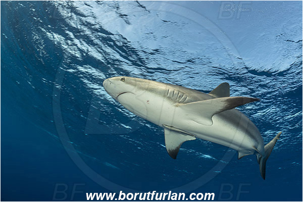 Jardines de la Reina, Cuba, Caribbean sea, Atlantic ocean, Carcharhinus perezii, Carcharhinus, Carcharhinidae, Elasmobranchii, Caribbean reef shark, Shark, Fish