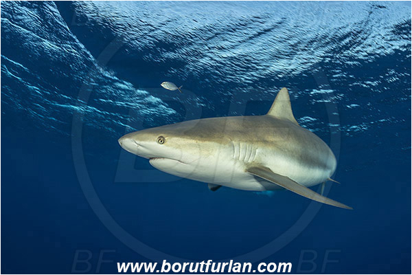 Jardines de la Reina, Cuba, Caribbean sea, Atlantic ocean, Carcharhinus perezii, Carcharhinus, Carcharhinidae, Elasmobranchii, Caribbean reef shark, Shark, Fish