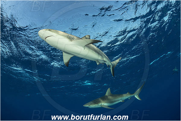 Jardines de la Reina, Cuba, Caribbean sea, Atlantic ocean, Carcharhinus perezii, Carcharhinus, Carcharhinidae, Elasmobranchii, Caribbean reef shark, Shark, Fish