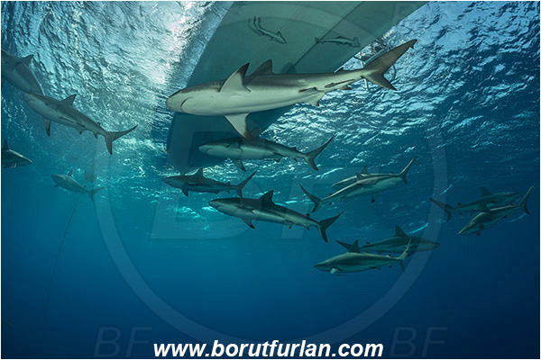 Jardines de la Reina, Cuba, Caribbean sea, Atlantic ocean, Carcharhinus perezii, Carcharhinus, Carcharhinidae, Elasmobranchii, Caribbean reef shark, Shark, Fish, Fish school, Boat