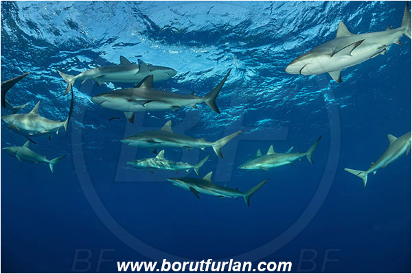 Jardines de la Reina, Cuba, Caribbean sea, Atlantic ocean, Carcharhinus perezii, Carcharhinus, Carcharhinidae, Elasmobranchii, Caribbean reef shark, Shark, Fish, Fish school