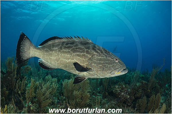 Jardines de la Reina, Cuba, Caribbean sea, Atlantic ocean, Mycteroperca bonaci, Mycteroperca, Serranidae, Black grouper, Grouper, Fish, Reef