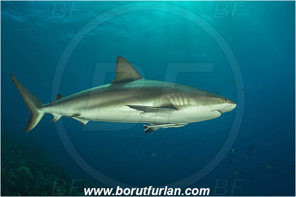 Jardines de la Reina, Cuba, Caribbean sea, Atlantic ocean, Carcharhinus perezii, Carcharhinus, Carcharhinidae, Elasmobranchii, Caribbean reef shark, Shark, Fish