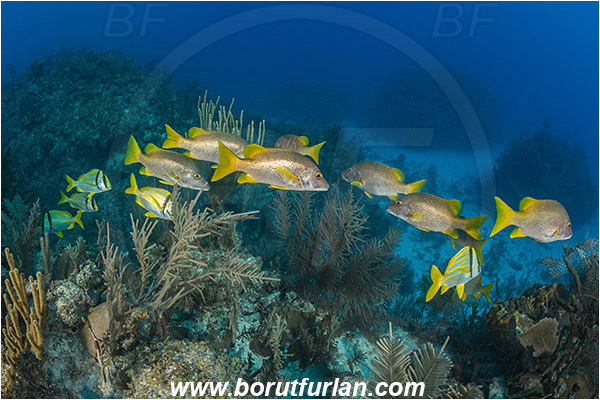 Jardines de la Reina, Cuba, Caribbean sea, Atlantic ocean, Lutjanus apodus, Lutjanus, Lutjanidae, Schoolmaster snapper, Snapper, Anisotremus virginicus, Anisotremus, Haemulidae, Porkfish, Grunt, Fish, Fish school, Reef