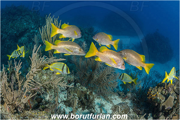 Jardines de la Reina, Cuba, Caribbean sea, Atlantic ocean, Lutjanus apodus, Lutjanus, Lutjanidae, Schoolmaster snapper, Snapper, Anisotremus virginicus, Anisotremus, Haemulidae, Porkfish, Grunt, Fish, Fish school, Reef