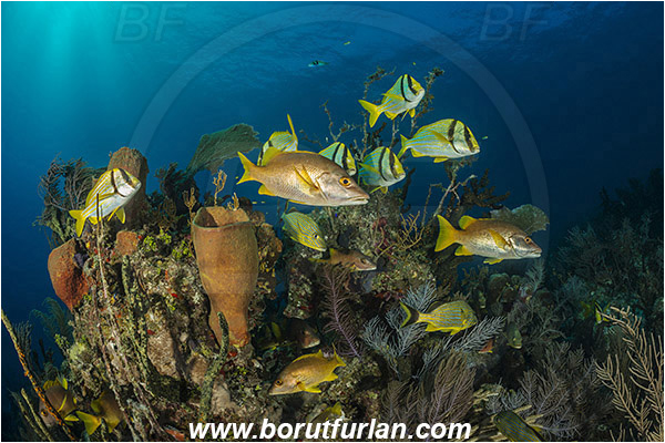 Jardines de la Reina, Cuba, Caribbean sea, Atlantic ocean, Lutjanus apodus, Lutjanus, Lutjanidae, Schoolmaster snapper, Snapper, Anisotremus virginicus, Anisotremus, Haemulidae, Porkfish, Grunt, Fish, Fish school, Reef