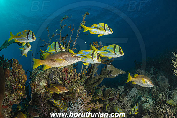 Jardines de la Reina, Cuba, Caribbean sea, Atlantic ocean, Lutjanus apodus, Lutjanus, Lutjanidae, Schoolmaster snapper, Snapper, Anisotremus virginicus, Anisotremus, Haemulidae, Porkfish, Grunt, Fish, Fish school, Reef