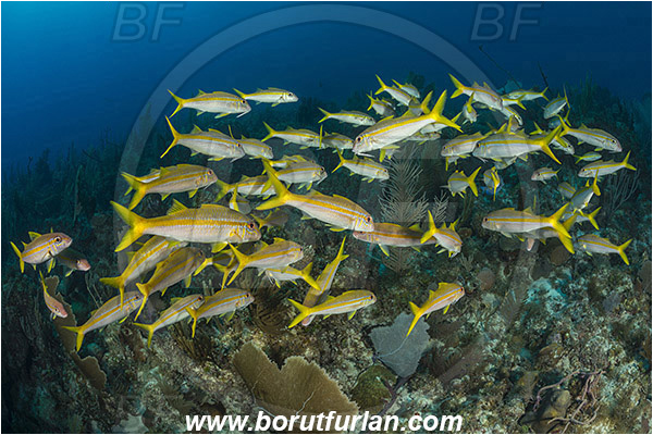Jardines de la Reina, Cuba, Caribbean sea, Atlantic ocean, Mulloidichthys martinicus, Mulloidichthys, Mullidae, Yellow goatfish, Goatfish, Fish, Fish school, Reef