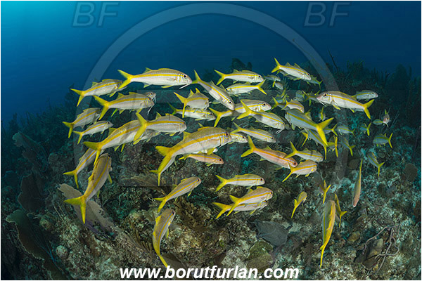 Jardines de la Reina, Cuba, Caribbean sea, Atlantic ocean, Mulloidichthys martinicus, Mulloidichthys, Mullidae, Yellow goatfish, Goatfish, Fish, Fish school, Reef