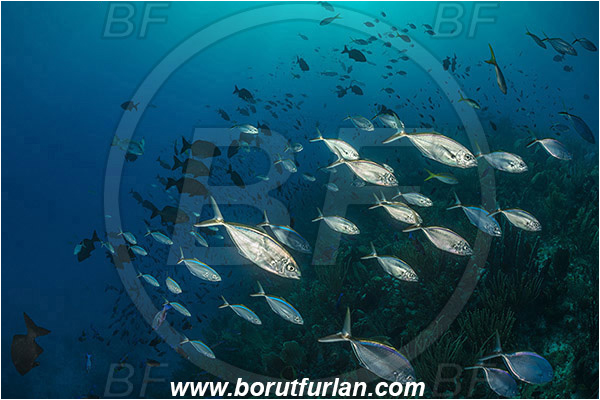 Jardines de la Reina, Cuba, Caribbean sea, Atlantic ocean, Caranx ruber, Caranx, Carangidae, Bar jack, Trevally, Jack, Fish, Fish school, Reef