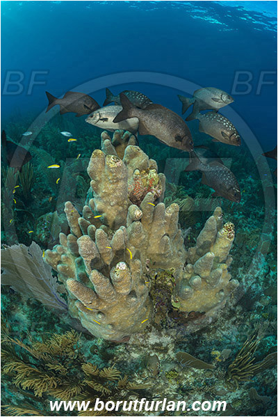 Jardines de la Reina, Cuba, Caribbean sea, Atlantic ocean, Dendrogyra cylindrus, Dendrogyra, Meandrinidae, Anthozoa, Cnidaria, Cnidarian, Pillar Coral, Coral, Kyphosus sectatrix, Kyphosus, Kyphosidae, Bermuda chub, Chub, Fish, Fish school, Reef