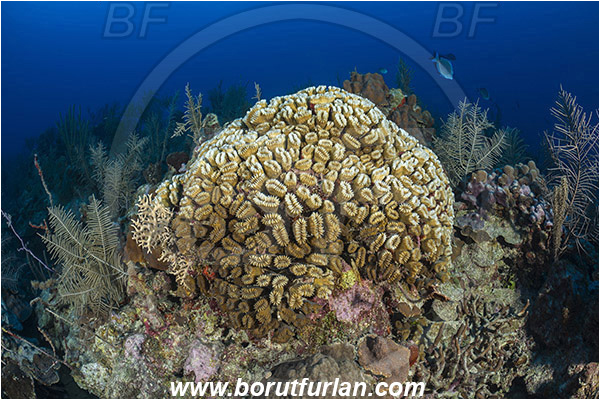 Jardines de la Reina, Cuba, Caribbean sea, Atlantic ocean, Eusmilia fastigiata, Eusmilia, Meandrinidae, Anthozoa, Cnidaria, Cnidarian, Smooth flower coral, Coral, Reef