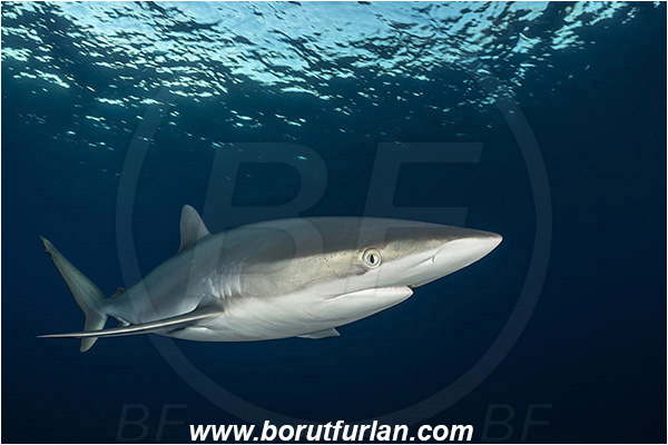 Jardines de la Reina, Cuba, Caribbean sea, Atlantic ocean, Carcharhinus falciformis, Carcharhinus, Carcharhinidae, Elasmobranchii, Silky shark, Shark, Fish, Evening