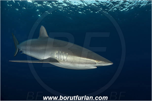 Jardines de la Reina, Cuba, Caribbean sea, Atlantic ocean, Carcharhinus falciformis, Carcharhinus, Carcharhinidae, Elasmobranchii, Silky shark, Shark, Fish, Evening