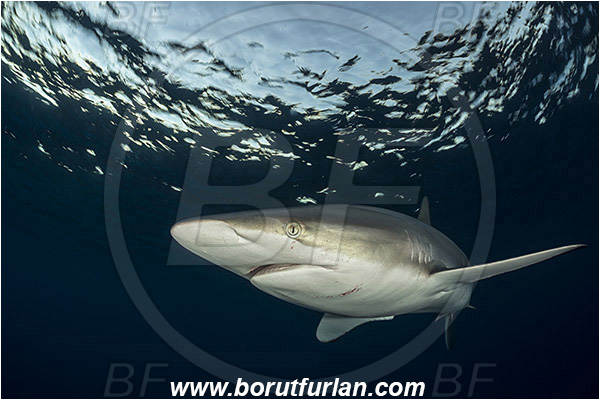 Jardines de la Reina, Cuba, Caribbean sea, Atlantic ocean, Carcharhinus falciformis, Carcharhinus, Carcharhinidae, Elasmobranchii, Silky shark, Shark, Fish, Evening