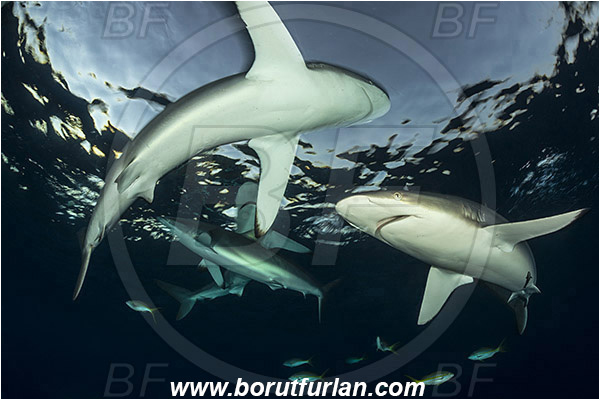 Jardines de la Reina, Cuba, Caribbean sea, Atlantic ocean, Carcharhinus falciformis, Carcharhinus, Carcharhinidae, Elasmobranchii, Silky shark, Shark, Fish, Evening