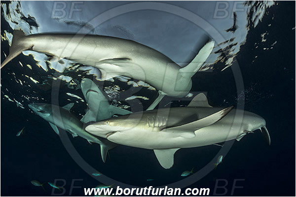 Jardines de la Reina, Cuba, Caribbean sea, Atlantic ocean, Carcharhinus falciformis, Carcharhinus, Carcharhinidae, Elasmobranchii, Silky shark, Shark, Fish, Evening