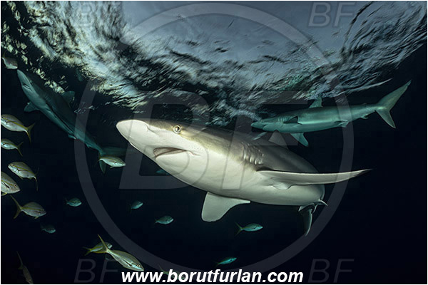 Jardines de la Reina, Cuba, Caribbean sea, Atlantic ocean, Carcharhinus falciformis, Carcharhinus, Carcharhinidae, Elasmobranchii, Silky shark, Shark, Ocyurus chrysurus, Ocyurus, Lutjanidae, Yellowtail snapper, Snapper, Fish, Evening