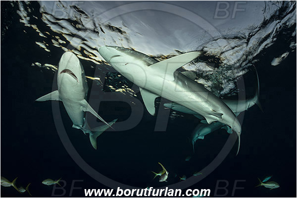 Jardines de la Reina, Cuba, Caribbean sea, Atlantic ocean, Carcharhinus falciformis, Carcharhinus, Carcharhinidae, Elasmobranchii, Silky shark, Shark, Fish, Evening