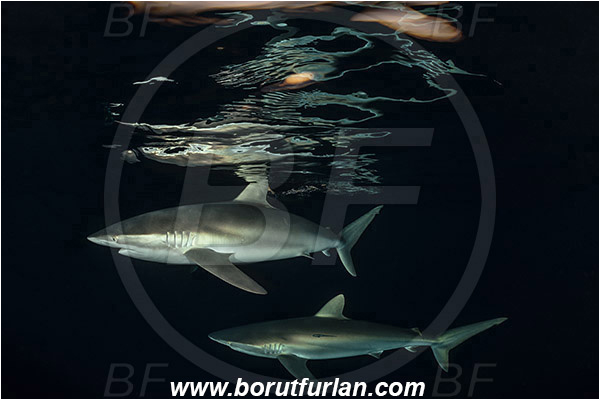 Jardines de la Reina, Cuba, Caribbean sea, Atlantic ocean, Carcharhinus falciformis, Carcharhinus, Carcharhinidae, Elasmobranchii, Silky shark, Shark, Fish, Night, Sunset, Reflection