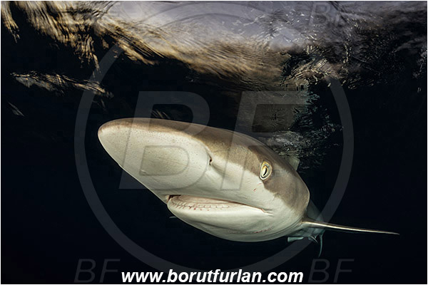 Jardines de la Reina, Cuba, Caribbean sea, Atlantic ocean, Carcharhinus falciformis, Carcharhinus, Carcharhinidae, Elasmobranchii, Silky shark, Shark, Fish, Night, Sunset, Reflection, Portrait