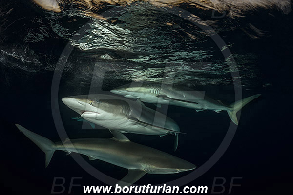 Jardines de la Reina, Cuba, Caribbean sea, Atlantic ocean, Carcharhinus falciformis, Carcharhinus, Carcharhinidae, Elasmobranchii, Silky shark, Shark, Fish, Night, Sunset, Reflection