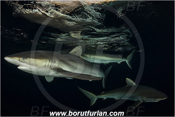 Jardines de la Reina, Cuba, Caribbean sea, Atlantic ocean, Carcharhinus falciformis, Carcharhinus, Carcharhinidae, Elasmobranchii, Silky shark, Shark, Fish, Night, Sunset, Reflection