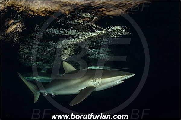 Jardines de la Reina, Cuba, Caribbean sea, Atlantic ocean, Carcharhinus falciformis, Carcharhinus, Carcharhinidae, Elasmobranchii, Silky shark, Shark, Fish, Night, Sunset, Reflection