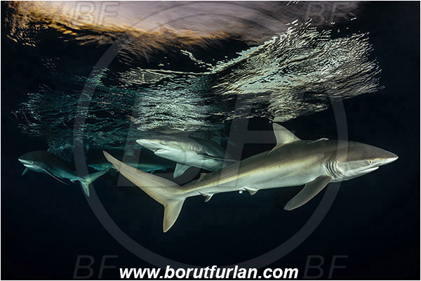 Jardines de la Reina, Cuba, Caribbean sea, Atlantic ocean, Carcharhinus falciformis, Carcharhinus, Carcharhinidae, Elasmobranchii, Silky shark, Shark, Fish, Night, Sunset, Reflection