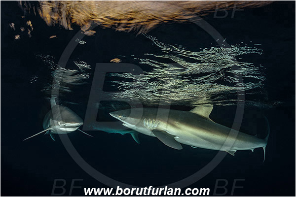 Jardines de la Reina, Cuba, Caribbean sea, Atlantic ocean, Carcharhinus falciformis, Carcharhinus, Carcharhinidae, Elasmobranchii, Silky shark, Shark, Fish, Night, Sunset, Reflection