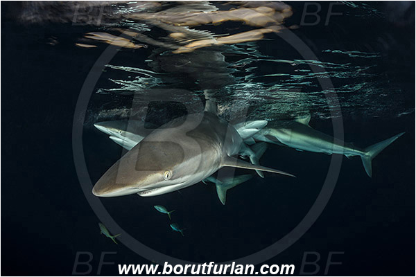 Jardines de la Reina, Cuba, Caribbean sea, Atlantic ocean, Carcharhinus falciformis, Carcharhinus, Carcharhinidae, Elasmobranchii, Silky shark, Shark, Fish, Night, Sunset, Reflection