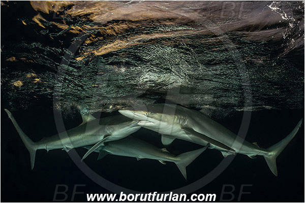 Jardines de la Reina, Cuba, Caribbean sea, Atlantic ocean, Carcharhinus falciformis, Carcharhinus, Carcharhinidae, Elasmobranchii, Silky shark, Shark, Fish, Night, Sunset, Reflection