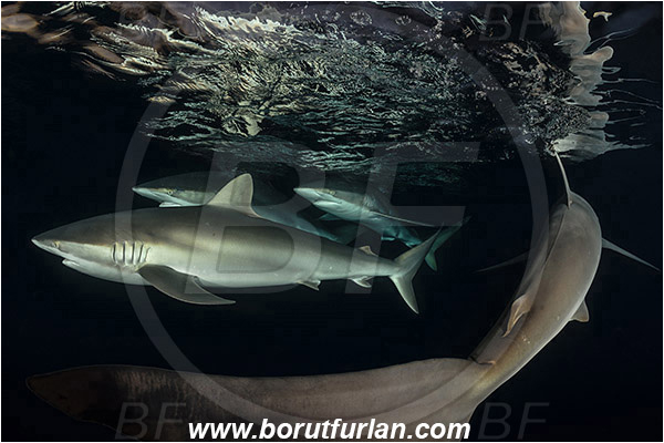 Jardines de la Reina, Cuba, Caribbean sea, Atlantic ocean, Carcharhinus falciformis, Carcharhinus, Carcharhinidae, Elasmobranchii, Silky shark, Shark, Fish, Night, Sunset, Reflection