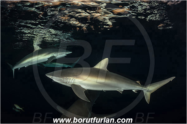 Jardines de la Reina, Cuba, Caribbean sea, Atlantic ocean, Carcharhinus falciformis, Carcharhinus, Carcharhinidae, Elasmobranchii, Silky shark, Shark, Fish, Night, Reflection