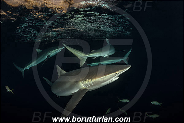 Jardines de la Reina, Cuba, Caribbean sea, Atlantic ocean, Carcharhinus falciformis, Carcharhinus, Carcharhinidae, Elasmobranchii, Silky shark, Shark, Fish, Night, Sunset, Reflection