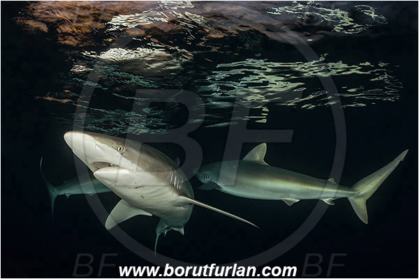 Jardines de la Reina, Cuba, Caribbean sea, Atlantic ocean, Carcharhinus falciformis, Carcharhinus, Carcharhinidae, Elasmobranchii, Silky shark, Shark, Fish, Night, Sunset, Reflection