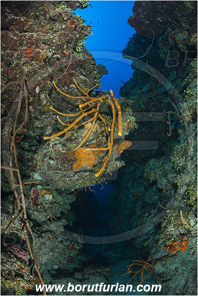 Jardines de la Reina, Cuba, Caribbean sea, Atlantic ocean, Aplysina fulva, Aplysina, Aplysinidae, Scattered pore rope sponge, Sponge, Porifera, Reef, Canyon