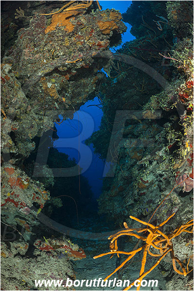 Jardines de la Reina, Cuba, Caribbean sea, Atlantic ocean, Aplysina fulva, Aplysina, Aplysinidae, Scattered pore rope sponge, Sponge, Porifera, Reef, Canyon