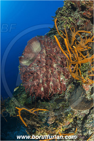 Jardines de la Reina, Cuba, Caribbean sea, Atlantic ocean, Aplysina fulva, Aplysina, Aplysinidae, Scattered pore rope sponge, Xestospongia muta, Xestospongia, Petrosiidae, Giant Barrel Sponge, Sponge, Porifera, Reef