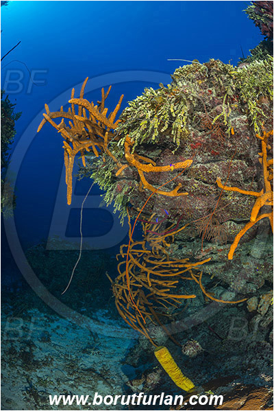 Jardines de la Reina, Cuba, Caribbean sea, Atlantic ocean, Aplysina fulva, Aplysina, Aplysinidae, Scattered pore rope sponge, Sponge, Porifera, Reef