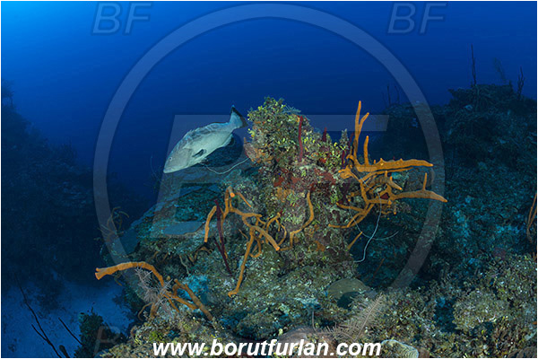 Jardines de la Reina, Cuba, Caribbean sea, Atlantic ocean, Aplysina fulva, Aplysina, Aplysinidae, Scattered pore rope sponge, Sponge, Porifera, Mycteroperca bonaci, Mycteroperca, Serranidae, Black grouper, Grouper, Fish, Reef