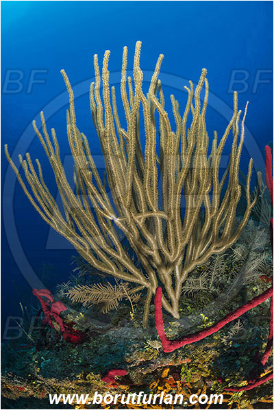 Jardines de la Reina, Cuba, Caribbean sea, Atlantic ocean, Pseudoplexaura sp., Pseudoplexaura, Plexauridae, Gorgonian porous sea rod, Soft coral, Coral, Anthozoa, Cnidaria, Cnidarian, Reef