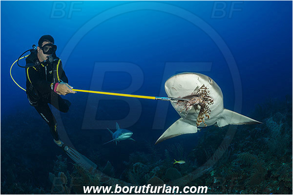 Jardines de la Reina, Cuba, Caribbean sea, Atlantic ocean, Carcharhinus perezii, Carcharhinus, Carcharhinidae, Elasmobranchii, Caribbean reef shark, Shark, Fish, Reef, Diver, Feeding sharks with lionfish