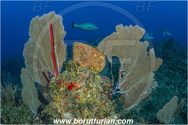 Jardines de la Reina, Cuba, Caribbean sea, Atlantic ocean, Gorgonia flabellum, Gorgonia, Gorgoniidae, Venus Sea Fan, Sea fan, Coral, Cnidaria, Cnidarian, Verongula gigantea, Verongula, Aplysinidae, Netted Barrel Sponge, Sponge, Porifera, Mycteroperca bonaci, Mycteroperca, Serranidae, Black grouper, Grouper, Fish, Reef